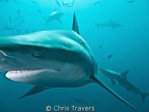 "Blacktips in the Sun" near Aliwal Shoal, South Africa. by Chris Travers 